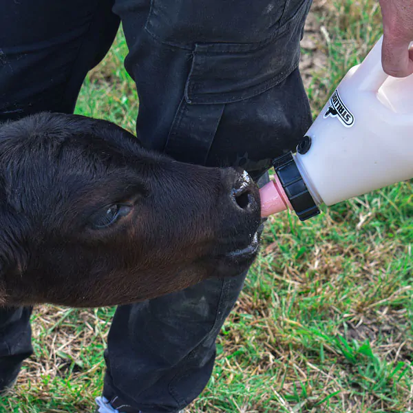 BIBERON PEACH TEATS® - Imagen 2